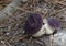 Two Dark Purple Bitter Bolete Fungi in a Forest