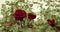 Two dark red roses in the park. Blooming rose bush in autumn set of footages