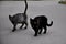 Two dark spotted street cats stand side by side on the asphalt and look at the camera