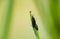 Two dark winged fungus gnat, bradysia paupera insect matting, sitting on grass stem with water droplet. Animal background