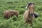 Two Dartmoor Ponies on Dartmoor, England
