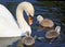Two day old baby Mute Swans having their first swim with mother nearby