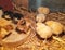 Two-day-old, yellow, black Brahma chicken Chicks in a straw box