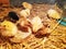 Two-day-old, yellow, black Brahma chicken Chicks in a straw box