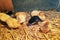 Two-day-old, yellow, black Brahma chicken Chicks in a straw box