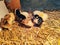 Two-day-old, yellow, black Brahma chicken Chicks in a straw box