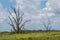 Two dead trees in grassy marshland lake of southern Louisiana