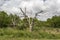 Two dead trees in a swamp surrounded by green brush on cloudy day in the bayou