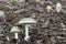 Two Deadly poisonous fungus Amanita phalloides commonly known as