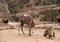 Two decorated camels, Petra in Jordan