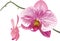 Two decorative white-pink-purple orchids