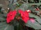 Two deep red Chinese balsam close up view in garden