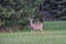 Two Deer in Field in Front of Forest