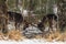 Two Deer Fight Among Winter Trees. Fighting Fallow Deer Dama Dama In The Winter. Two Deer Divide The Territory. Belarus, Vite