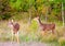 Two deer just emerging from the forest