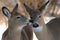 Two deer kissing