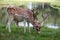 Two deer on lake bank