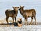 Two deer near the feeding trough