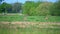 Two deer stand on a green field and in the background is a country road that is used