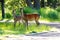 Two deer standing by a small path at Ebino kogen, Kyushu, Japan