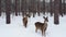 Two Deer in Winter Forest Backdrop