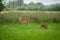 Two deers on a field