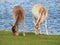 Two deers are grazing in the Amsterdam water supply dunes near to Amsterdam and Zandvoort