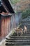 Two deers are standing on a staircase in Miyajima (Japan)