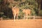 Two deers is walking