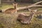 Two deers at zoo in Berlin