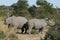 Two Dehorned White or Square-lipped Rhino\'s