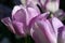 Two Delicate Lavender Tulips up close