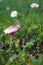 Two delicate little daises and small mushroom