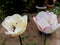 Two delicate tulips, white and pink
