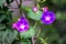 Two delicate vivid blue and pink flowers of morning glory plant in a a garden in a sunny summer garden, outdoor floral background