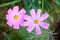 Two delicate vivid pink flowers of Cosmos plant in a British cottage style garden in a sunny summer day, beautiful outdoor floral