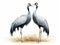 Two Demoiselle Crane Birds  Made With Generative AI illustration