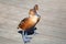 Two dendrocygna bicolor whistling ducks fulvous color on wooden background close up