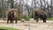 Two depressed elephants feeling uneasy grazing food in a zoo. Wild animals kept in captivity for tourists. Unhappy elephant