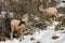 Two desert big horned sheep ewes stand on a snowy mountain face among scrub oak bushes in Zion national park Utah