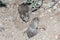 Two desert pocket mice near a burrow.