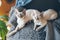 Two Devon Rex cats with sleepy faces are laying down together on the soft wool blanket and looking at camera.