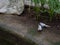 Two diamond doves during mating on the shore of the pond