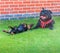 Two different breeds of dog, a Staffordshire Bull Terrier dog and a Miniature Dachshund puppy lying on grass after playing.