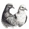 Two different breeds of pigeons together on a white background, black and white drawing, vintage engraving style,