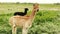 Two Different Colored Alpacas in Green Grass Field