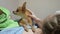 Two different dogs are very funny to dry up after a shower. Long-haired and short-haired Toy Terrier. They`re like