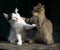 Two different kittens play sitting on a dark background