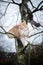 Two different maine coon cats climbing on tree