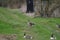 two different pairs of geese in a green meadow, Canada Goose and Greylag Goose